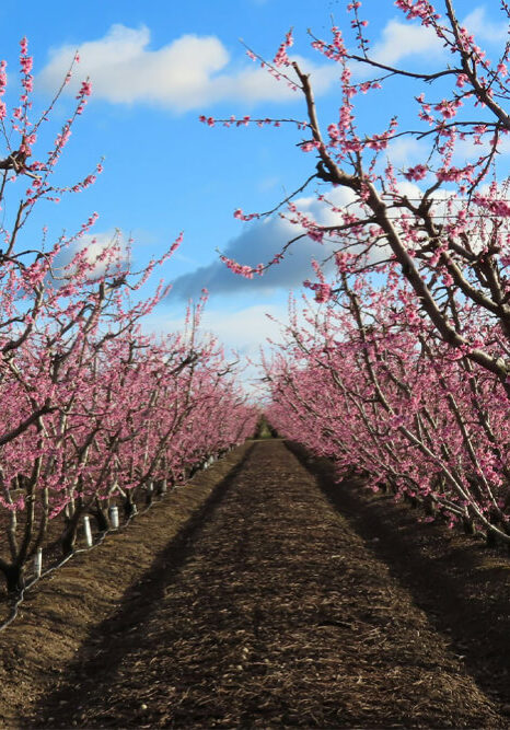 Blossom Trail