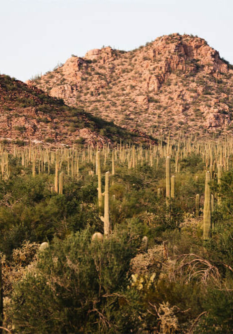 Saguaro National Park